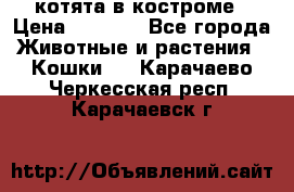 котята в костроме › Цена ­ 2 000 - Все города Животные и растения » Кошки   . Карачаево-Черкесская респ.,Карачаевск г.